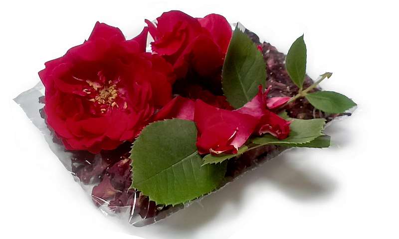 Ruža stolistá - sušené lupene